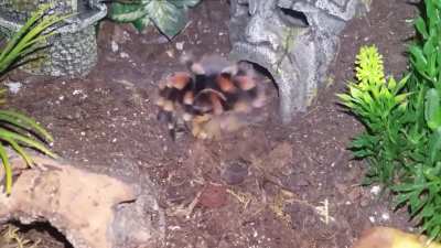 Confused B. Smithi on the hunt for the superworm