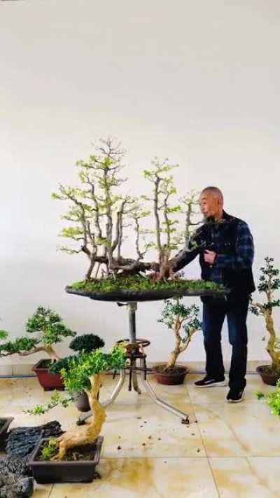 this guy's bonsai trees