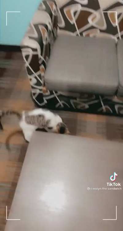 My best friend found a cat in her hotel room. (Not my video it&rsquo;s my friends)