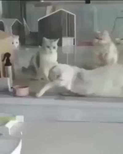 Cats are liquid.