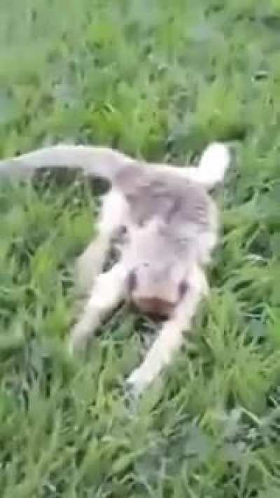 Deixe seu "F" pelo macaco.