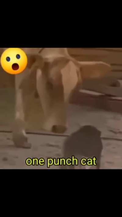 Cat-chan