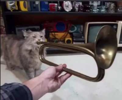 cat meme