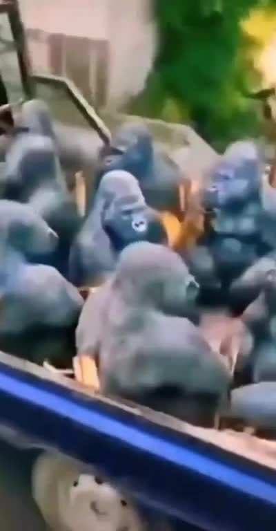 Monke