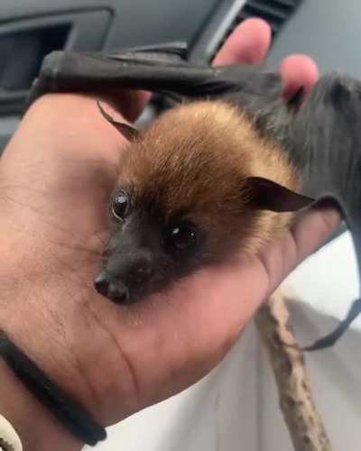 Morceguinho fofo 😍😍🦇