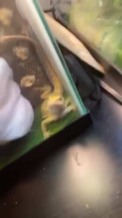 From fairhopeherps on tiktok