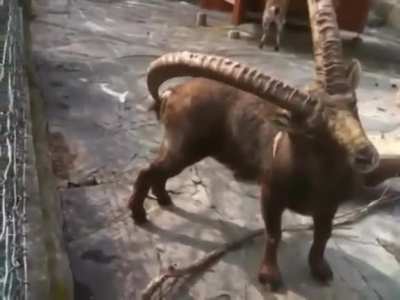 Thanks i hate butt scratching goat