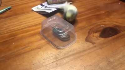 nEuRoTiC PaRrOt mAkEs a tErRiBlE MiStAkE AnD DiEs jUmPiNg iNtO ObLiViOn