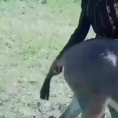 AHHSHAHSHAAHAHHA