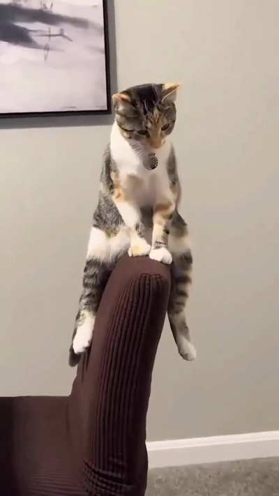 Naughty cat