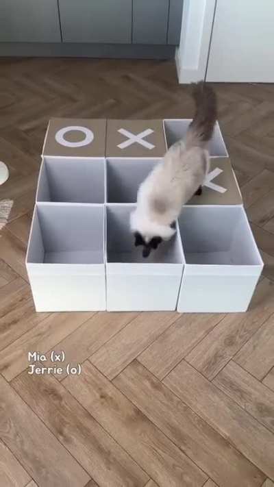 Cats play Tic-Tac-Toe game &eth;&plusmn;&eth;&plusmn;&eth;&frac34;