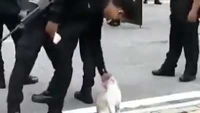 Pet Rule
