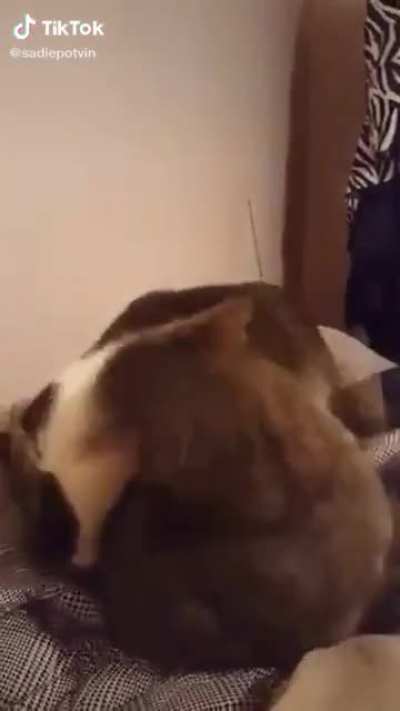Back Biter