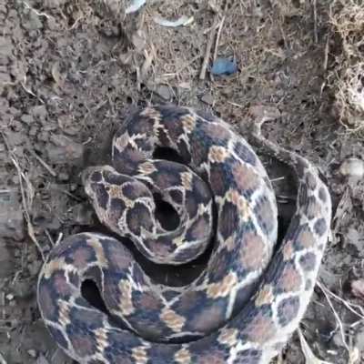 🔥 A Saw Scaled Viper In Defense Mode looking Awesome!