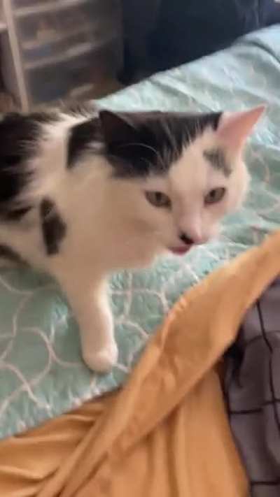 Moo, why you always yellin&rsquo;?
