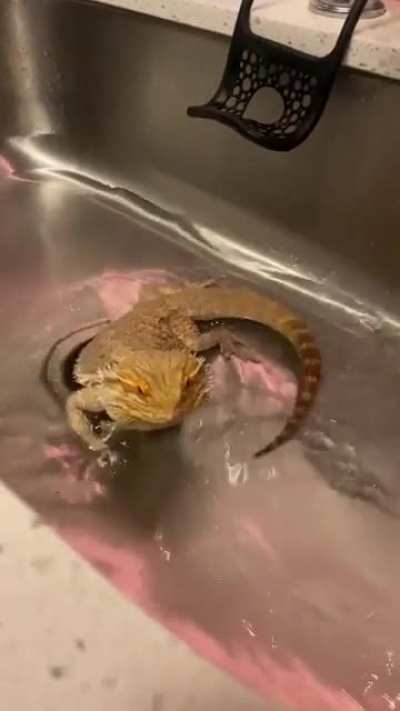 Rogelio has been super lethargic lately and refusing vegetables. His femoral pores are impacted for lack of activity. So we&rsquo;ve done nightly baths the past week. He was super chipper last night. But I&rsquo;m a little worried about him ): any advice for veg or a