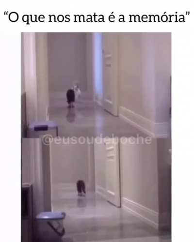 Achei esse v&iacute;deo no Instagram, doeu na alma (pagina @eusoudeboche)