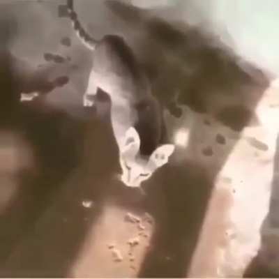 Man singing while feeding his cat