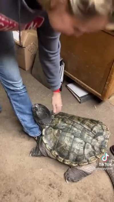 For everyone who liked the video I posted yesterday, here&rsquo;s another angle of Snappy