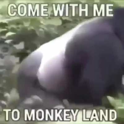 Solo quiero ser un chico Monkeyland