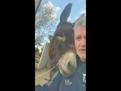 Donkey licks owner&rsquo;s face when asked about breaking in to the feed shed