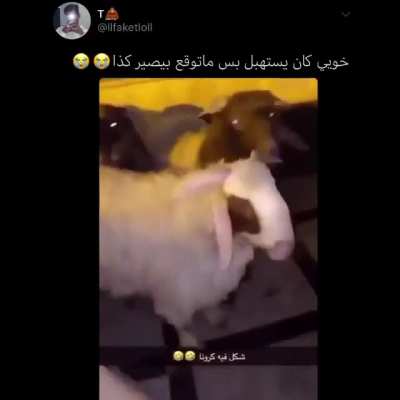 Corona sheep