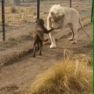 Dog walks into the wrong hood.