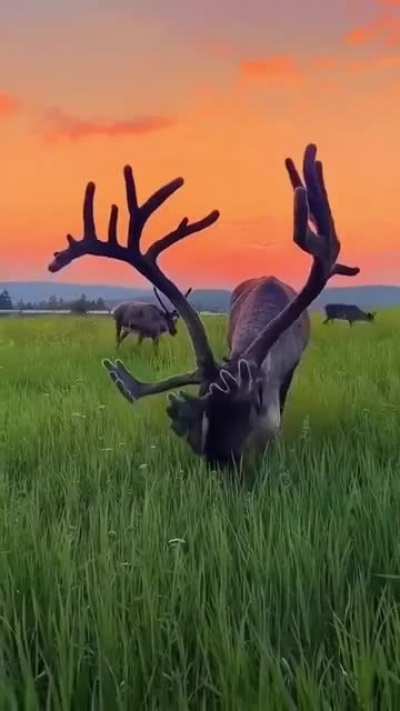 amazing...