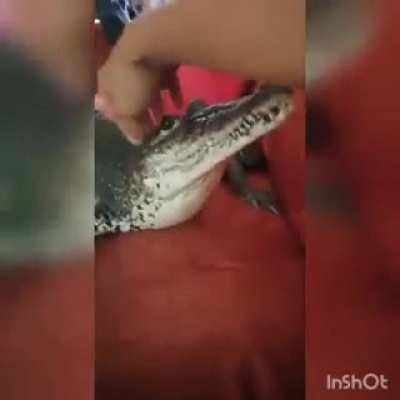 doguinho de macho 😎