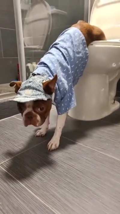 Cachorro Mijando &amp;gt; Cachorro Vomitando