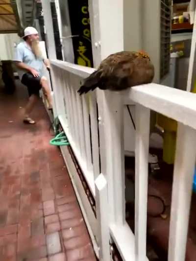 Poor chicken
