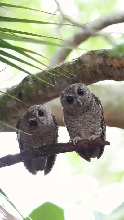 Duo