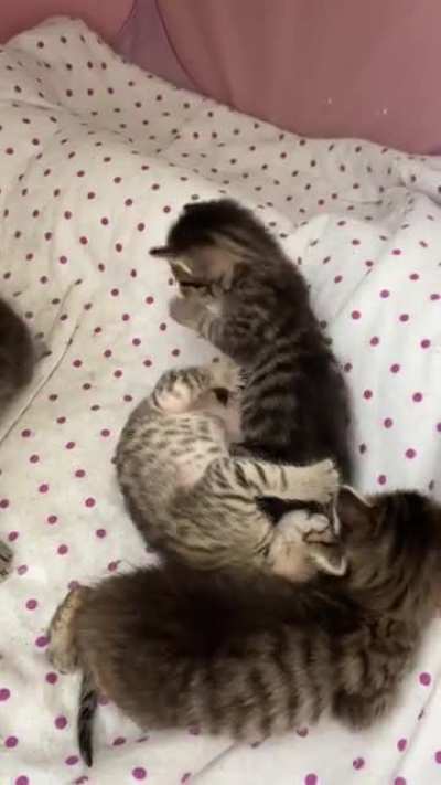 Update to my illegally smol itty bitty kitty committee I posted yesterday learning how to play. We are getting much better at bats, swipes and bites!!