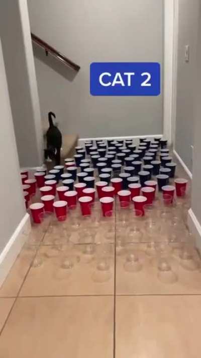 Which one is your cat?