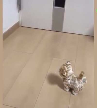 rubbercat