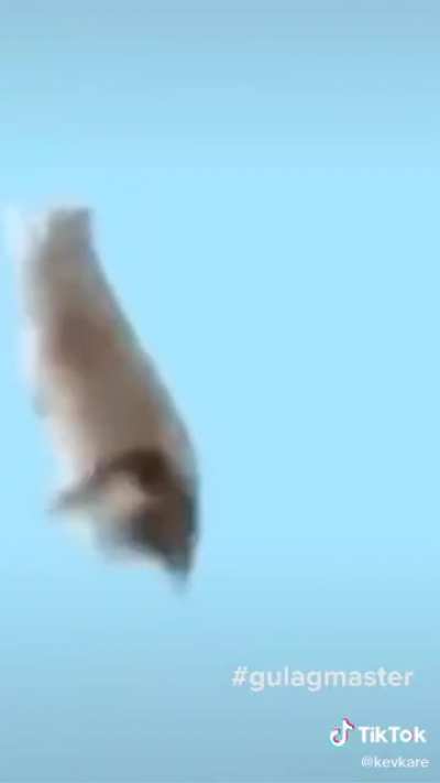 SquarePosting - Video #3996