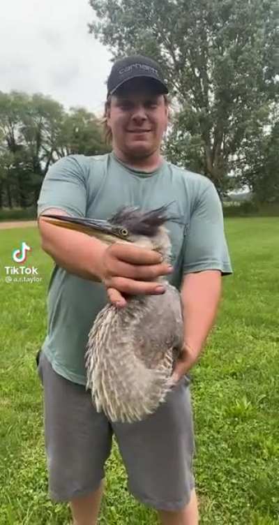 Birb scream