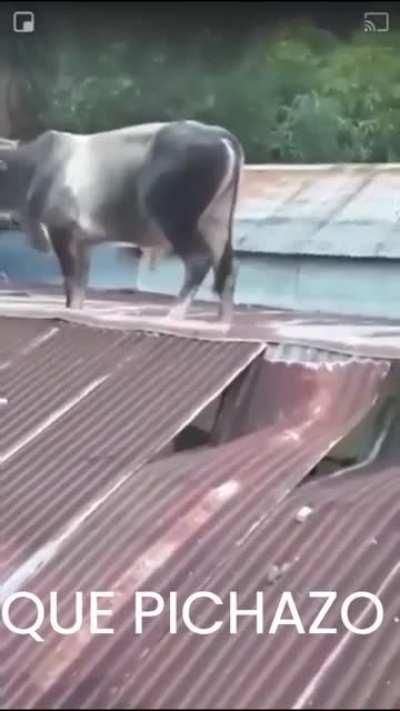 Vacas en Guana