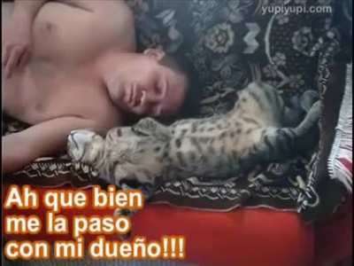 Gatos graciosos