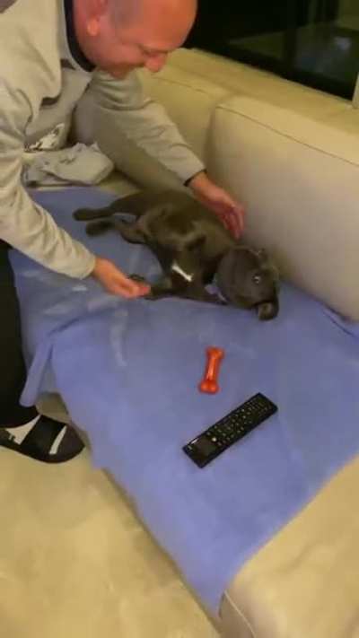 Jeter magically loses all his bones when it&rsquo;s walk time before bed