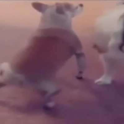 pipi popo