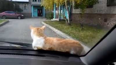 Cat rule