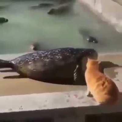 awawawa