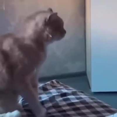I eat you, kitty