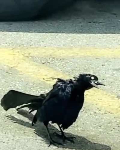 2020 got birds doing crack