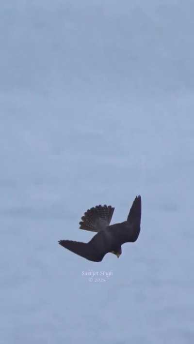 For a great shot of a Peregrine falcon's stealth attack on a seagull