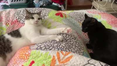 Salem likes to bite Winston&rsquo;s feet. Winston does not like having his feet bitten.