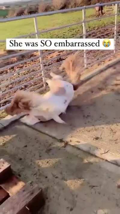 poor lil sebastian