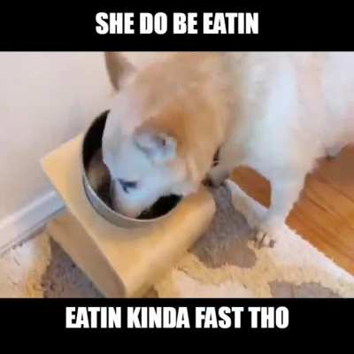 wHEN tHE kIBBLE iS sUS
