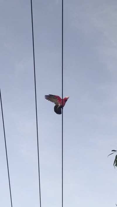 Birb